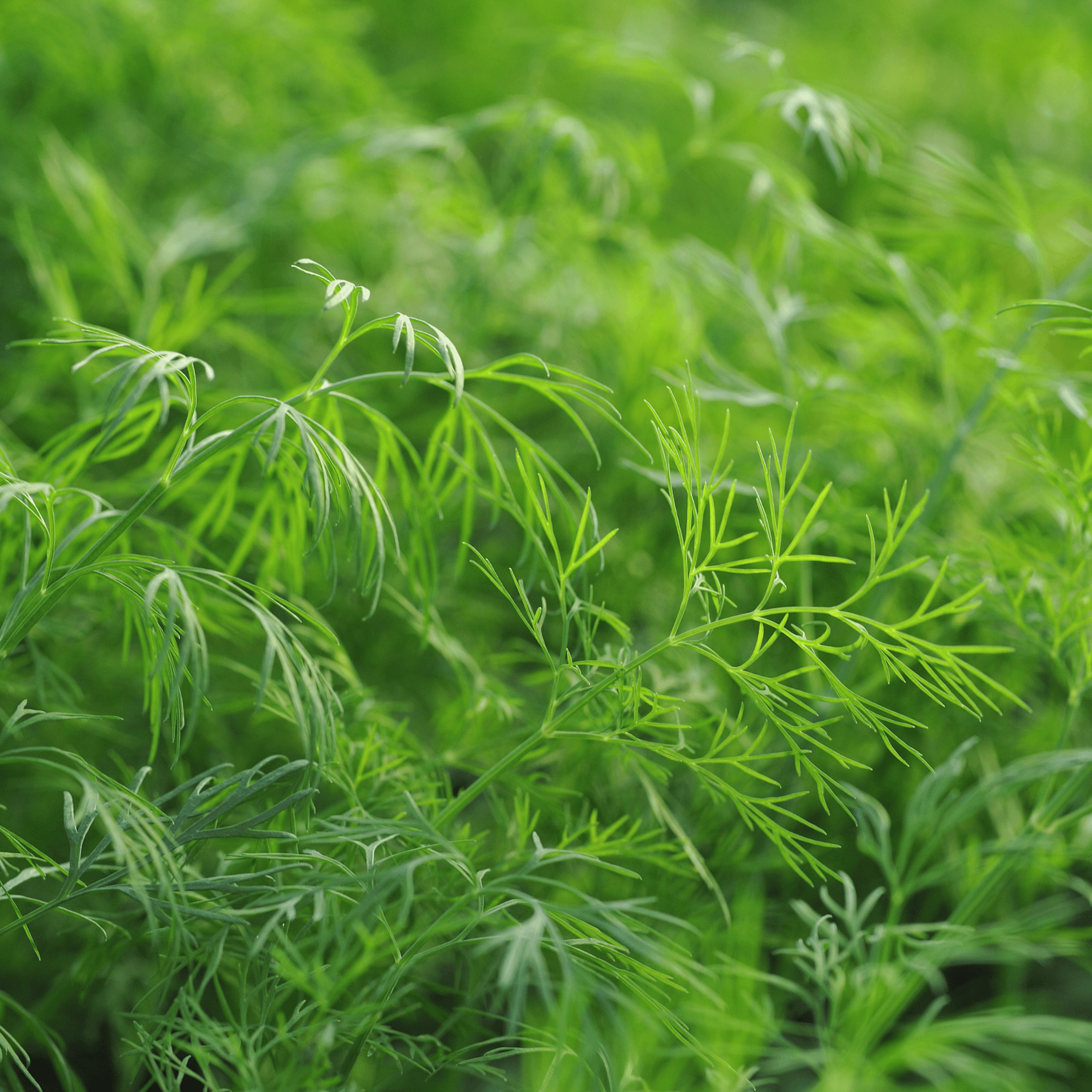 Hera Dill Seeds
