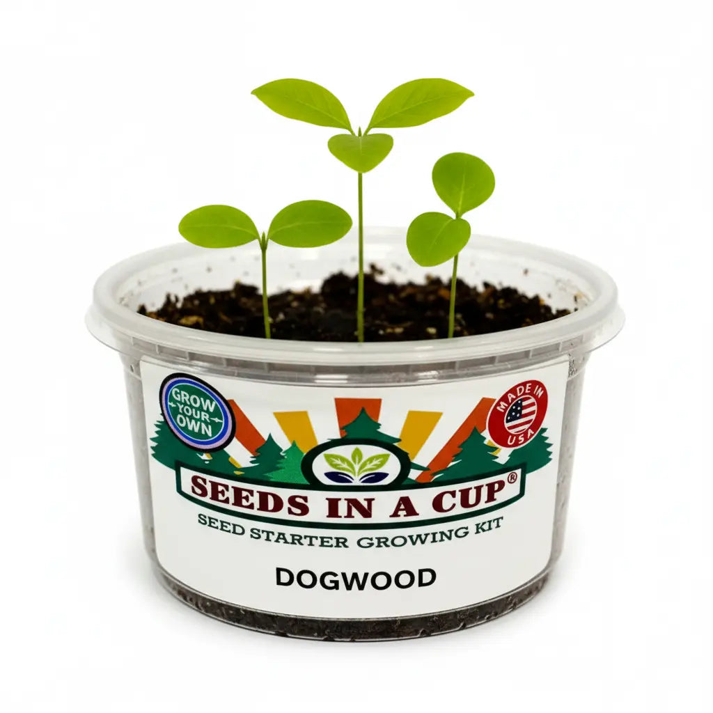 Dogwood Tree Grow Kit | Grow Flowering Dogwood from Seed | Seeds In A Cup®