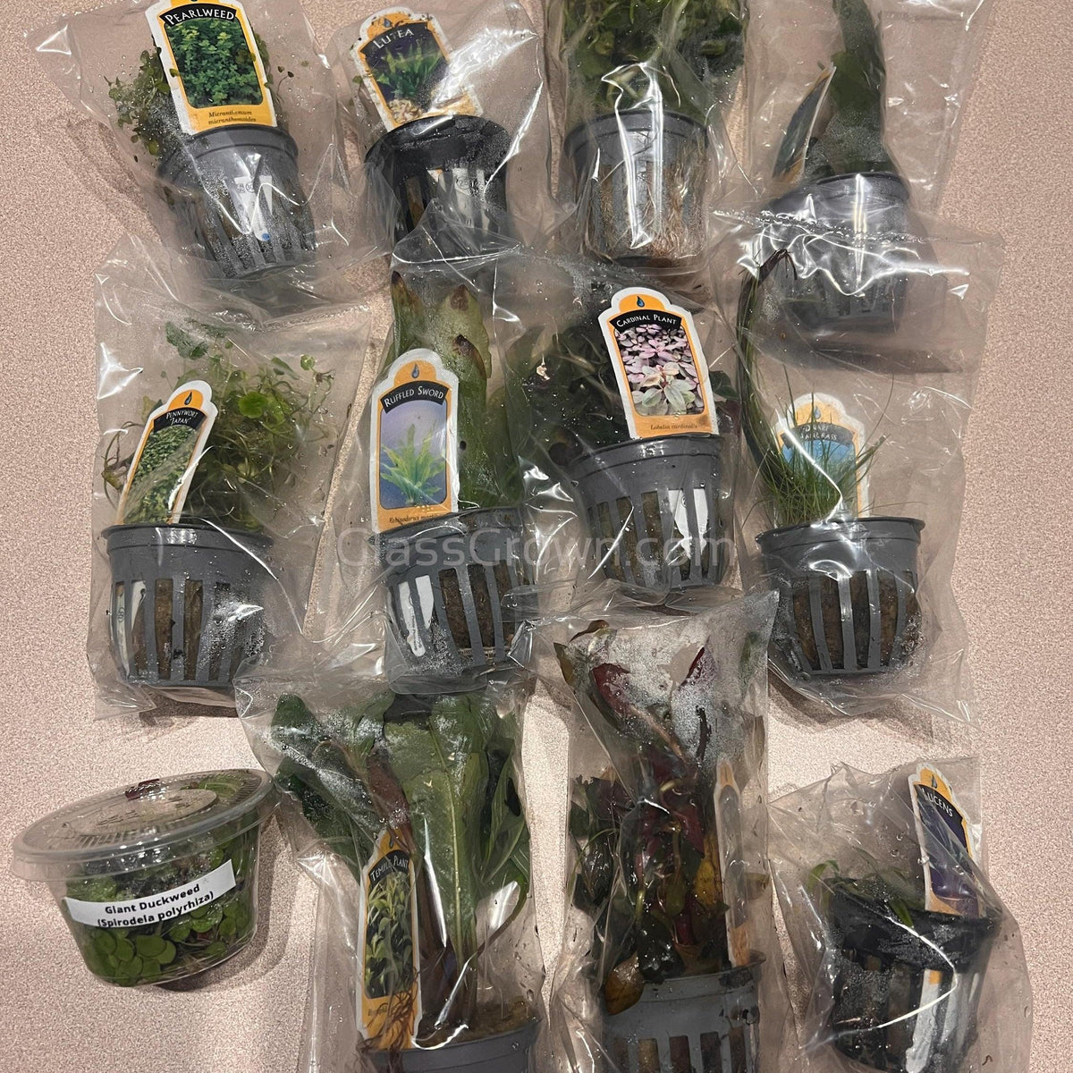Done For You Plant Package, 12 Full Size (No Co2 Required)