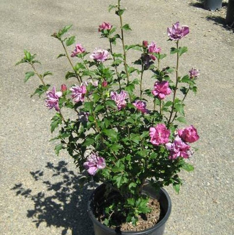 Rose of Sharon - Shrub Althea - Hibiscus 'Red'