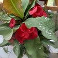 Red Crown of Thorns Cutting - Esqueje de Corona de Cristo Rojo - Euphorbia milii