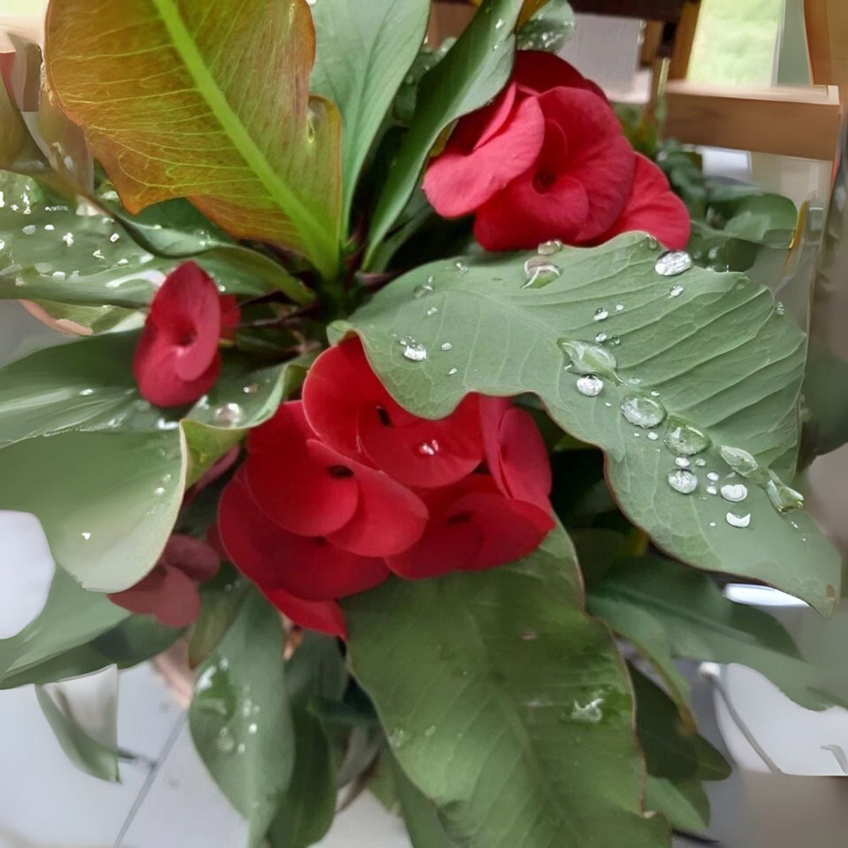 Red Crown of Thorns Cutting - Esqueje de Corona de Cristo Rojo - Euphorbia milii