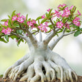 Desert Rose Seeds - Mixed Color, Easy to Grow Adenium Obesum, Exotic Bonsai Plant, Succulent Seeds for Gardening