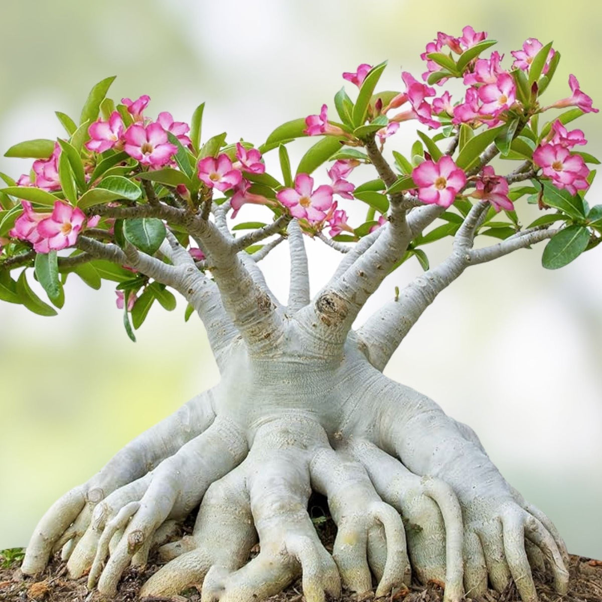 Desert Rose Seeds - Mixed Color, Easy to Grow Adenium Obesum, Exotic Bonsai Plant, Succulent Seeds for Gardening