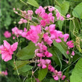 Pink Coral Vine Flower Seeds | Mexican Creeper | RARE Vining Plant | 5 Seeds | Antigonon leptopus