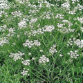 Caraway Herb Seeds 20+ for Planting, Organic Culinary Seeds, Carum carvi, Gardening and Cooking Supplies