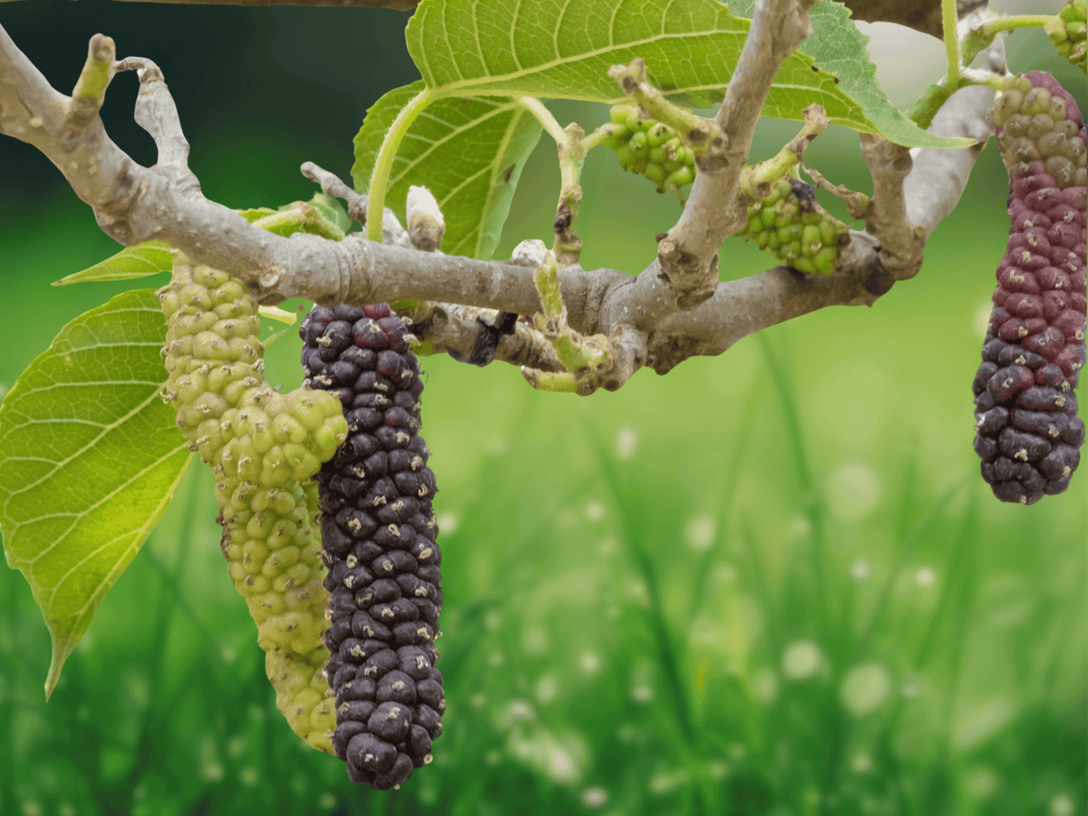 5 Seeds Morus macroura Black Pakistan Long Mulberry Fruit Tree