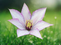 25 Seeds Sammi Jo Clematis Compact Climbing Vine Perennial Pink Flowers Easy Grow Trellis Fence Patio Container Garden Plant