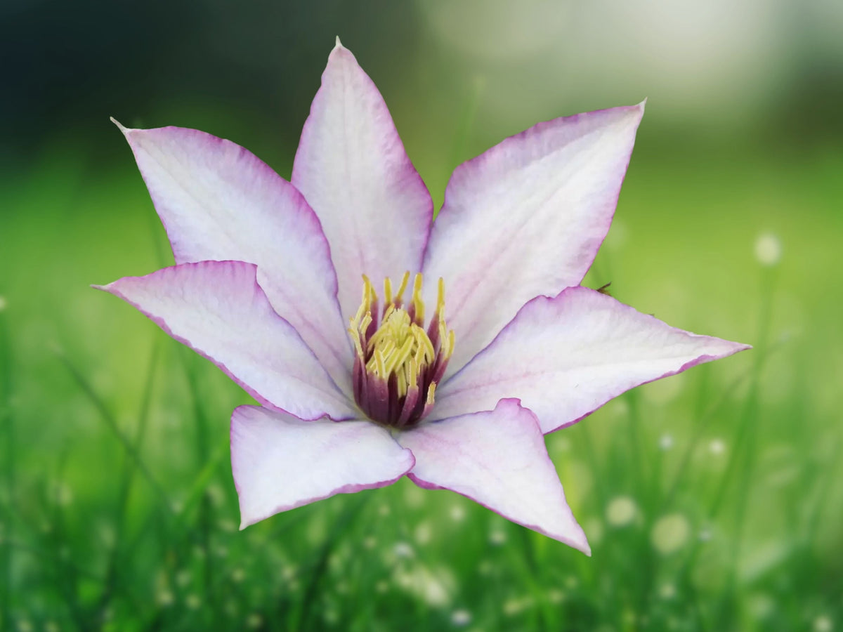 25 Seeds Sammi Jo Clematis Compact Climbing Vine Perennial Pink Flowers Easy Grow Trellis Fence Patio Container Garden Plant