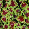 Coleus Starter Plant - Indian Summer - Vibrant Ornamental Foliage - Live Rooted - Indoor and Outdoor Gardening
