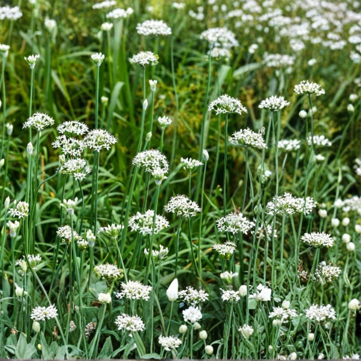 Garlic Chives Seeds 12oz for Microgreens Allium tuberosum, Edible Herb, Culinary Garnish, Organic Planting Seeds