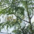 Moringa Cuttings - 8 Drumstick Tree Propagules - Moringa oleifera Organic Plant Starter for Gardening and Farming