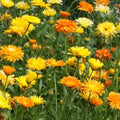 Calendula Seeds 500+ Pack Vivid Golden Blooms Calendula officinalis Flower Seeds for Garden, Landscaping, and Pollinator Gardens
