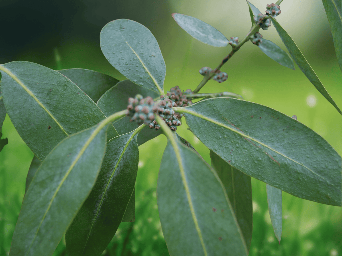 5 Seeds Eucalyptus neglecta Hardy Evergreen Tree