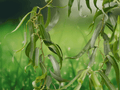 5 Corkscrew Willow Tree 2' Salix matsudana 'Tortuosa' Live Bare Root Plants