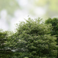 Washington Hawthorn Tree Bare Root 18-24 Inch Crataegus phaenopyrum Ornamental Landscaping Tree