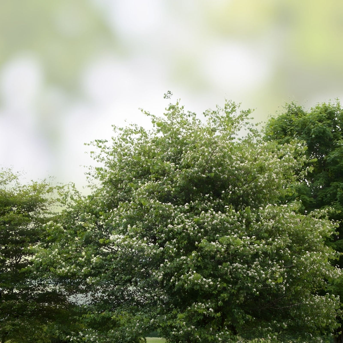 Washington Hawthorn Tree Bare Root 18-24 Inch Crataegus phaenopyrum Ornamental Landscaping Tree