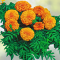 African Marigold Seeds - Mandarin Orange Double - Non-GMO - 100 Count - Tagetes erecta