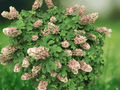 10 Seeds Hydrangea quercifolia Oakleaf Hydrangea Deciduous Shrub Garden