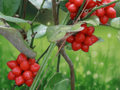 5 Seeds Sarsaparilla Vine Smilax pumila Native Groundcover Vine