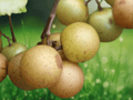 5 Seeds Bronze Muscadine Grape Hardy Fruit Vine