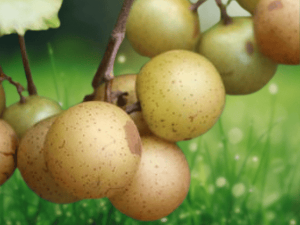 5 Seeds Bronze Muscadine Grape Hardy Fruit Vine
