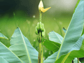 5 Seeds Musa thomsonii Hardy Banana Live