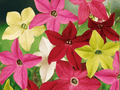 25 Seeds Nicotiana alata Sensation Mix Flowering Tobacco Seeds Annuals