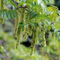 Caucasian Wingnut Tree Seeds 10 Pack - Pterocarya fraxinifolia Hardy Garden Seeds for Planting