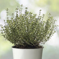 Common Thyme Seeds - 300+ Fragrant Seeds - Thymus Vulgaris - Culinary Herb for Cooking and Gardening