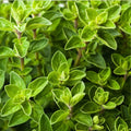 Oregano Live Herb Plant Set of 2 – Culinary Perennial in 4" Pots – Aromatic Spice Plant (Origanum vulgare)