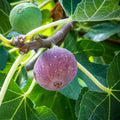 Live Bare Root Olympian Fig Tree Plant Ficus carica 'Olympian' Cold Hardy Zone 6-10 with Sweet Purple Figs