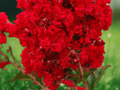 3 Red Crape Myrtle Starter Shrubs 12 Inch Tall Bare Root Live Plants