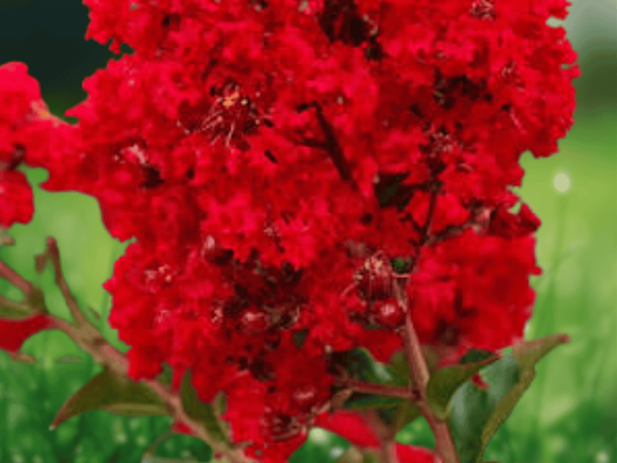 3 Red Crape Myrtle Starter Shrubs 12 Inch Tall Bare Root Live Plants