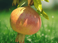 1 Live Plant Azadi Pomegranate Punica granatum Starter Plant