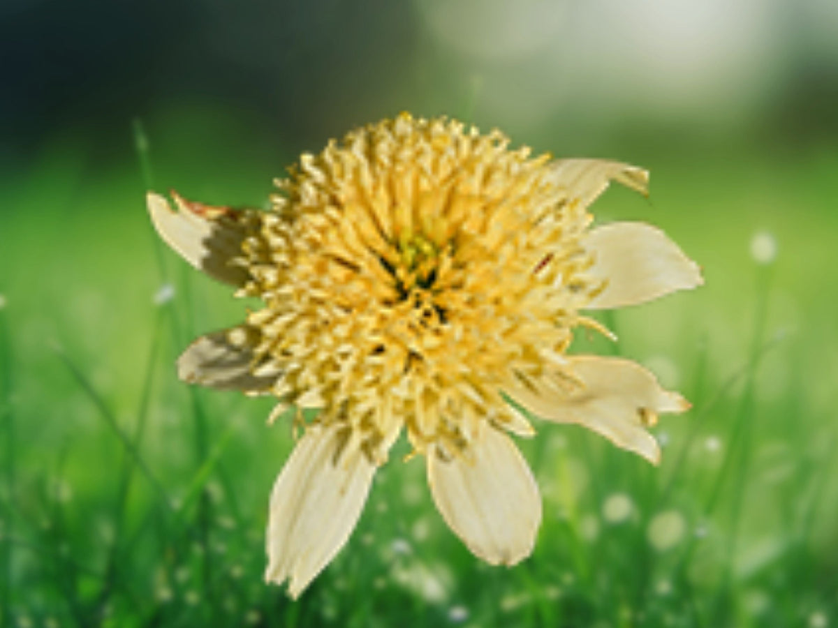 50 Seeds Butter Pecan Coneflower Echinacea Perennial Cream Peach Blooms Hardy Pollinator Easy Grow Drought Tolerant