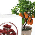Bonsai Tree Kit - All-in-One Indoor Gardening Set for 5 Species - Ficus, Juniper, and More - Grow Your Own Bonsai