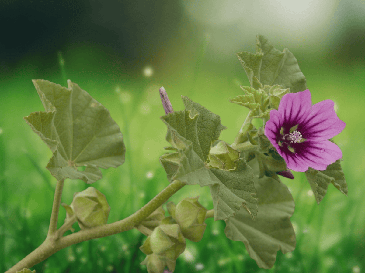 5 Seeds Lavatera Arborea Tree Mallow Hardy Coastal Shrub