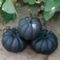 Dark Night Pumpkin Seeds - 10 Organic Cucurbita pepo Seeds for Planting - USA Grown, Free Shipping