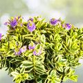 Hebe Plant 4" Variegated Leaves Veronica c. franciscana