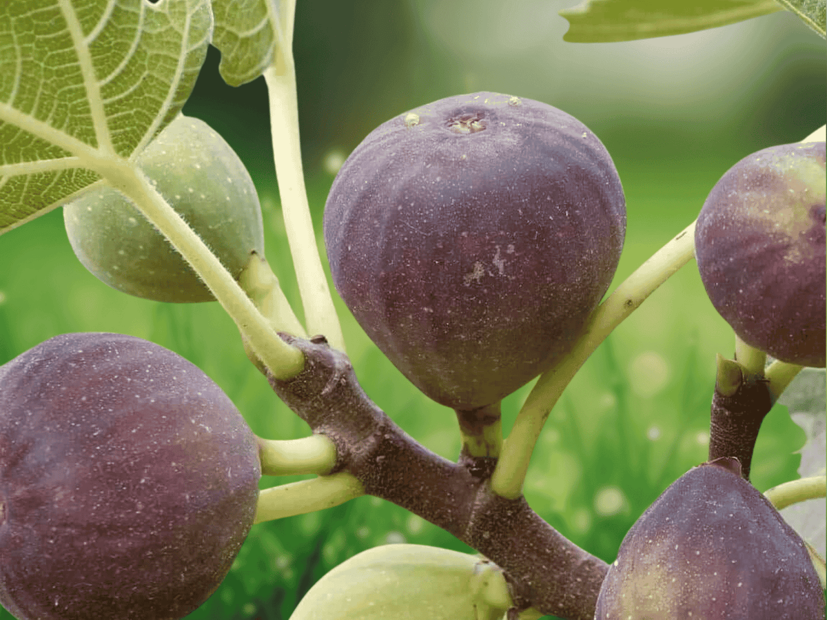 1 Live Plant Violette de Bordeaux Fig Tree Ficus carica Starter Plug