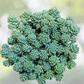 Sedum Dasyphyllum Major 4" Live Succulent | Corsican Stonecrop | Drought-Tolerant Ground Cover Plant