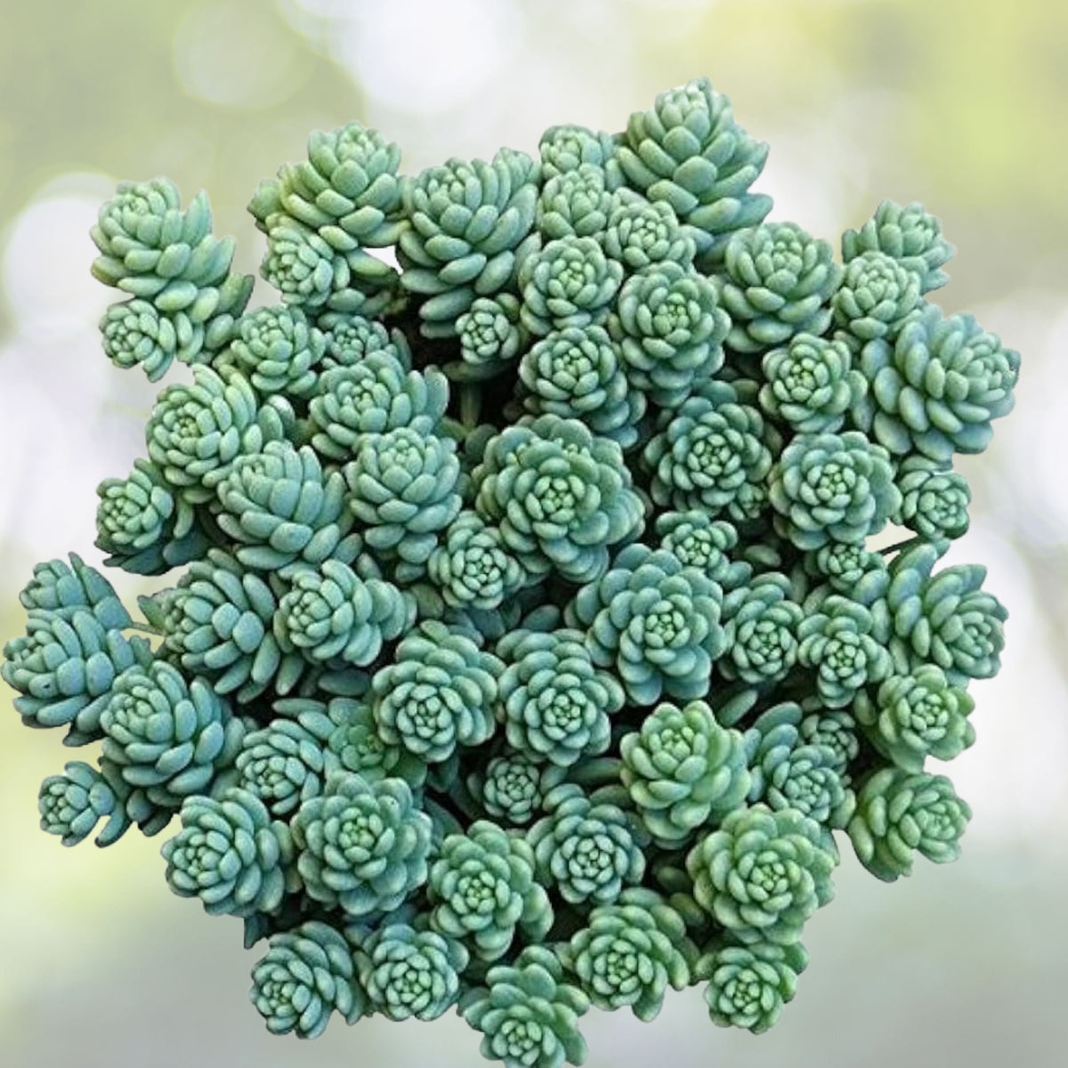 Sedum Dasyphyllum Major 4" Live Succulent | Corsican Stonecrop | Drought-Tolerant Ground Cover Plant