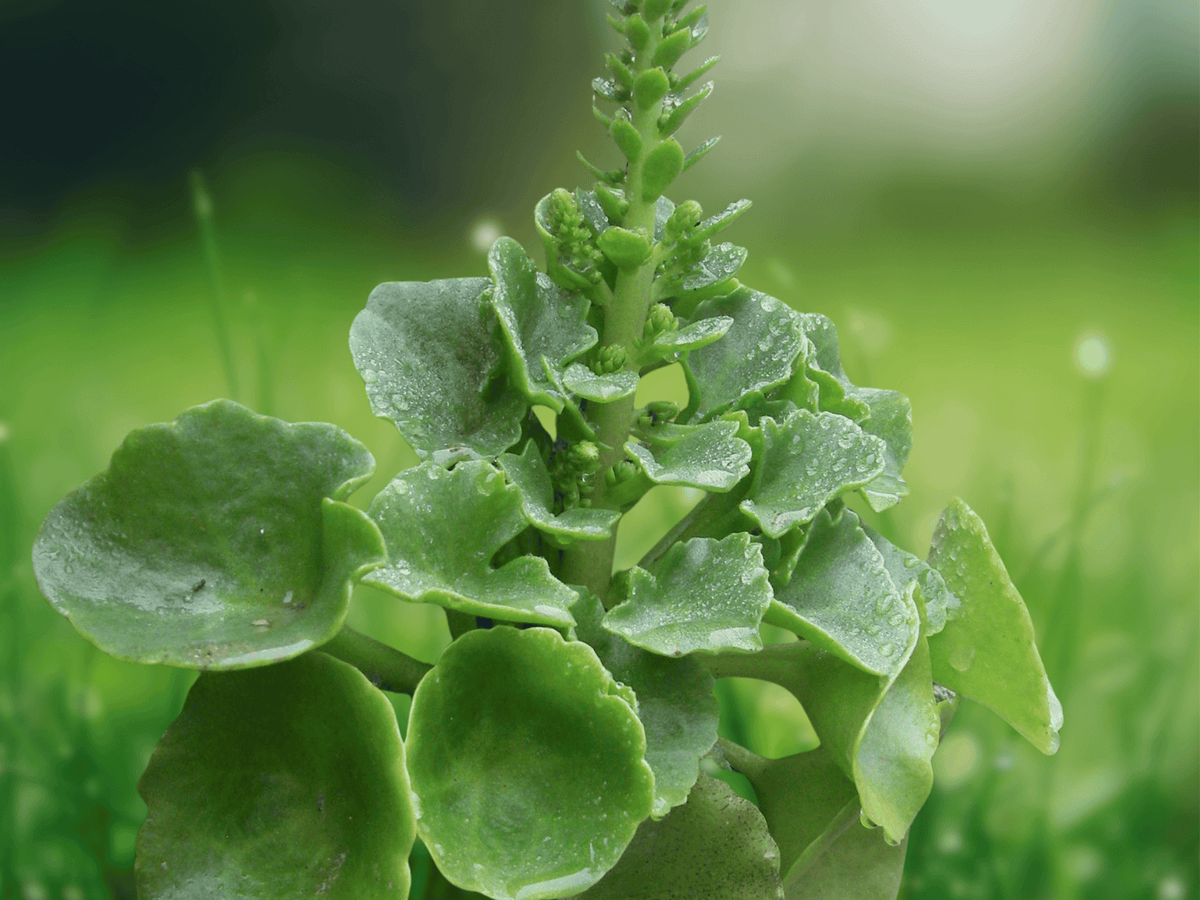 10 Seeds Wall Pennywort Umbilicus rupestris Rock Garden Succulent Groundcover