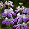 Chinese House Seeds 100 Count - Delicate Flowers Collinsia heterophylla - Easy to Grow Garden Seeds