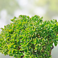 Crassula Arborescens Undulatifolia Ripple Curly Jade Cuttings - 3 Succulent Plant Clippings for Home Decor and Gardening