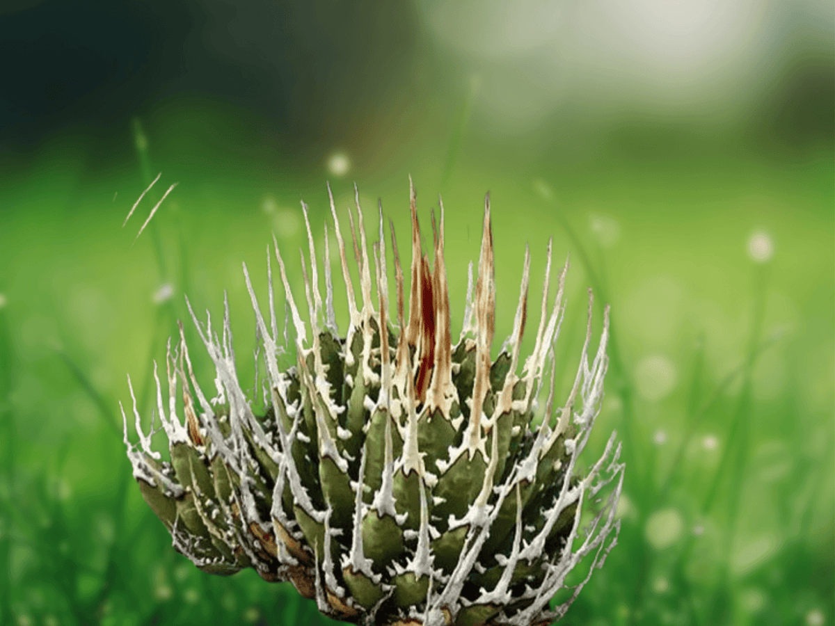 5 Seeds Agave utahensis var. eborispina Hardy Succulent Cactus