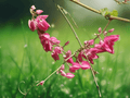5 Seeds Coral Vine Antigonon leptopus Pink Flowering Fast Growing Climbing Vine