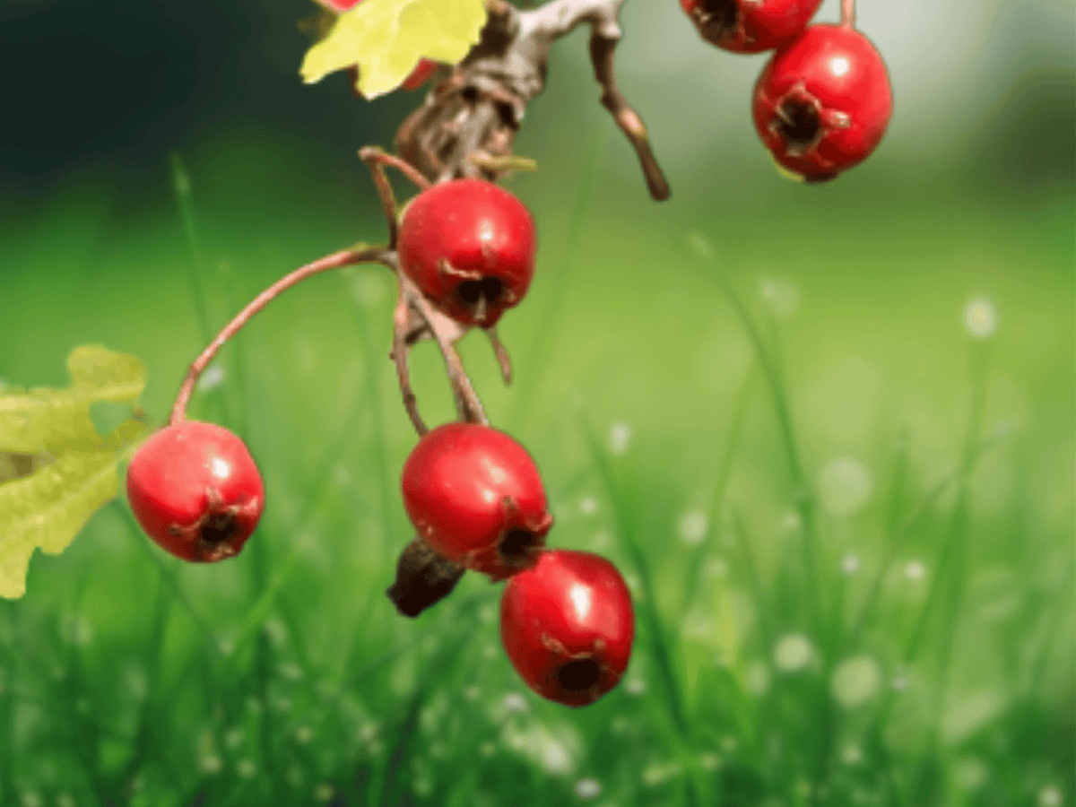 1 Live Plant Downy Hawthorn Crataegus mollis 12 Inch Tall 2 Year Old Starter Tree