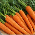Danvers 126 Carrot Seeds – Heirloom Non-GMO Bulk Pack of 1000+ Seeds for Organic Gardening – Daucus carota